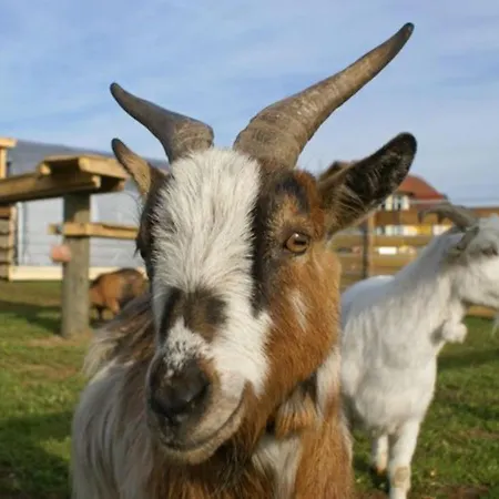 Eckwirt Region: Klopeinersee-turnersee Apartment *