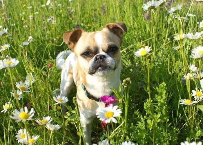 Eckwirt Region: Klopeinersee-turnersee Апартаменты Санкт-Канциан