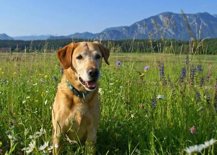 Eckwirt Region: Klopeinersee-turnersee * Санкт-Канциан
