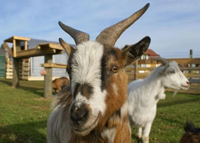 Eckwirt Region: Klopeinersee-turnersee Апартаменты *